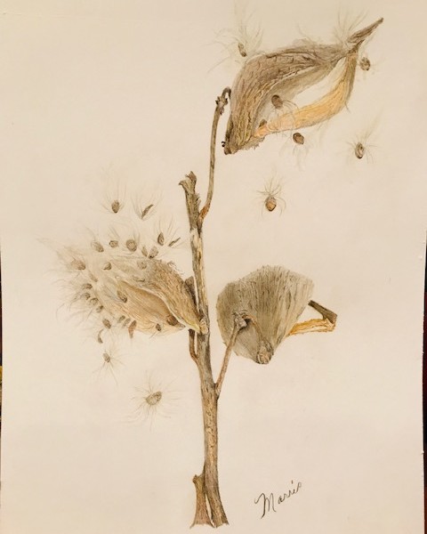 Milkweed Pods in Autumn final