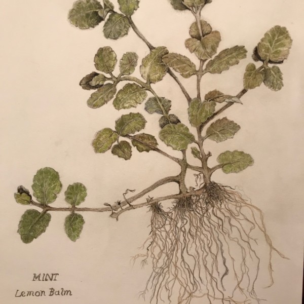 Mint final drawing