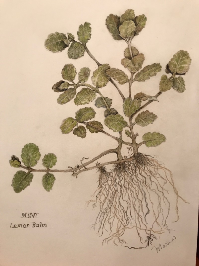mint-final-drawing