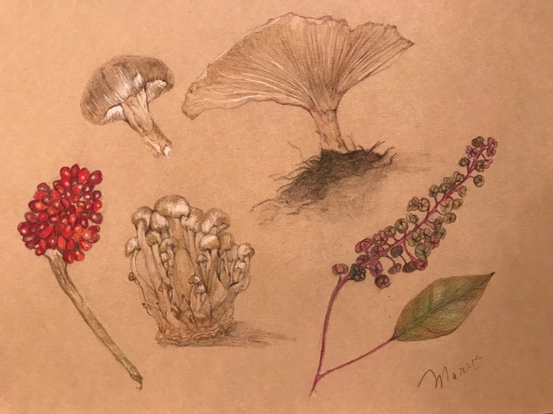 mushrooms-jack-in-the-pulpit-poke-weed-drawing