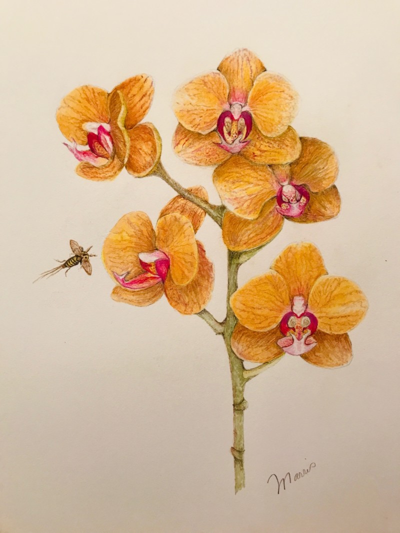 orange-orchid-with-added-shading