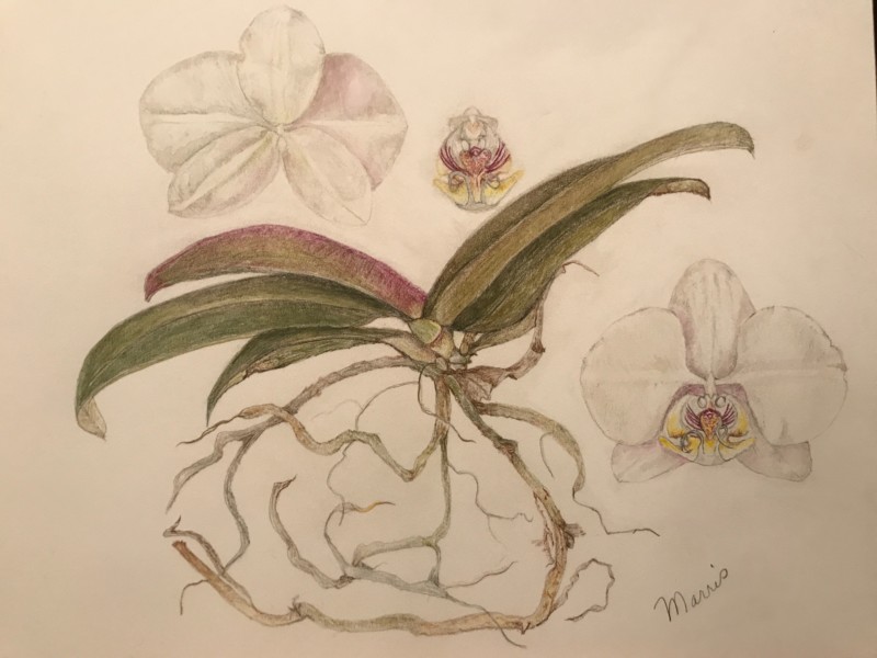 orchid-roots-with-added-values