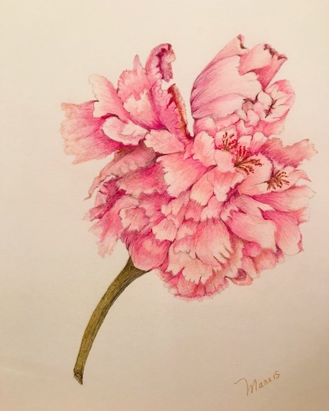 Peony final drawing
