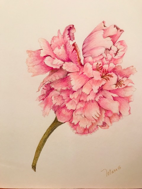 peony-final-drawing