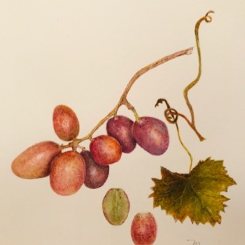 red-grapes-2