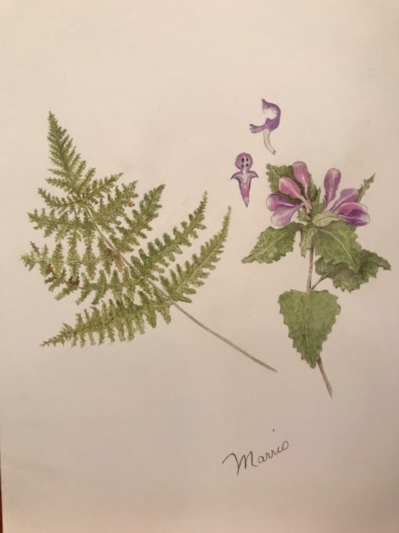 second-drawing-of-fern-and-lamians