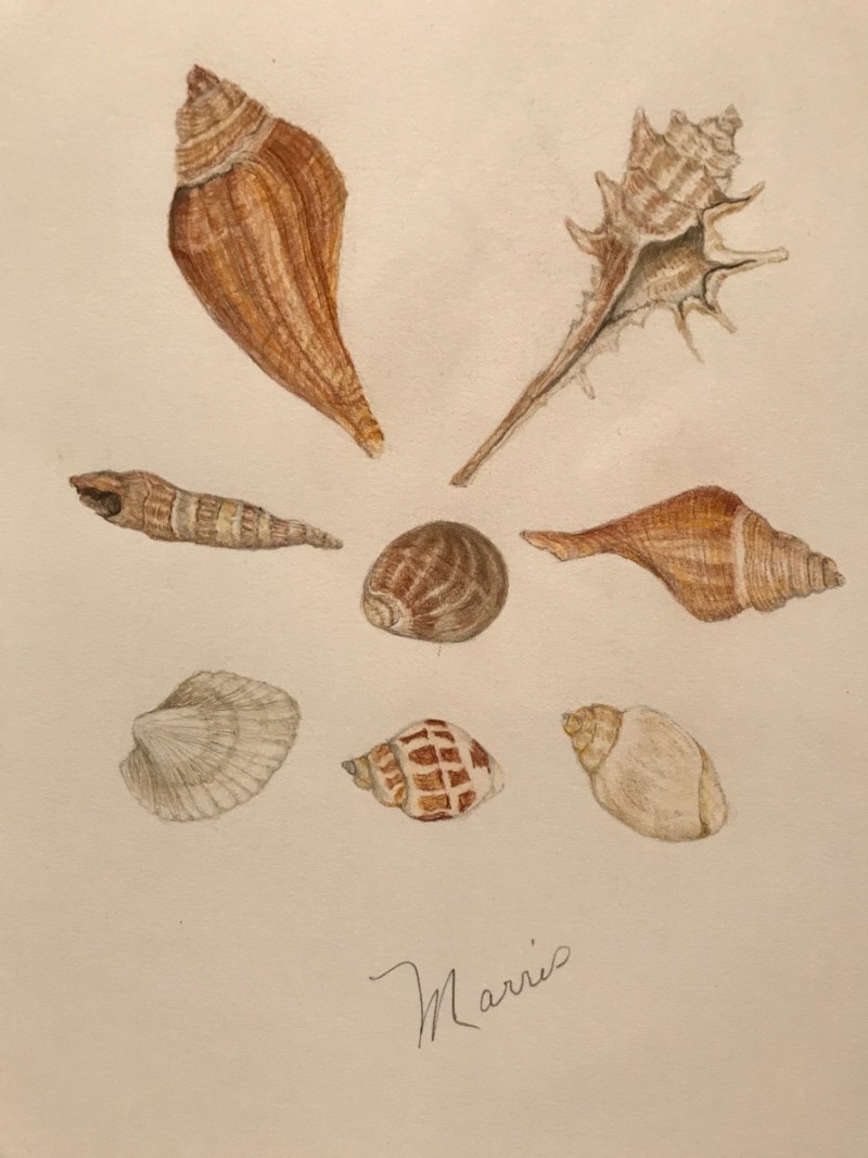 shells