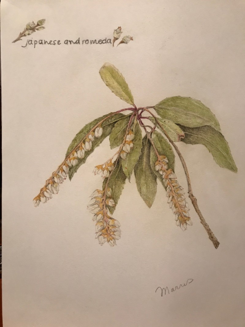spring-workshop-budding-japanese-andromeda