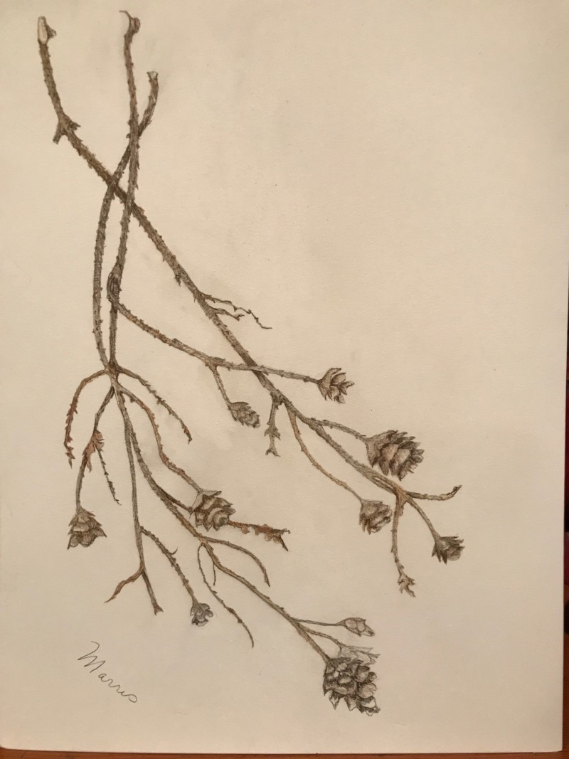 western-hemlock-branches