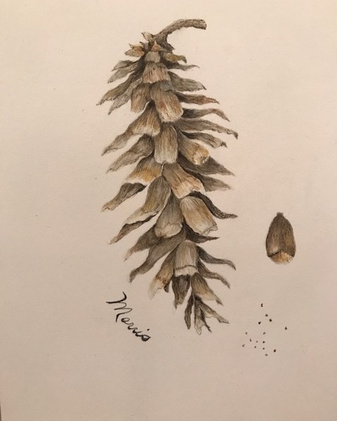 White Eastern Pine Cone - Patterns in nature workshop