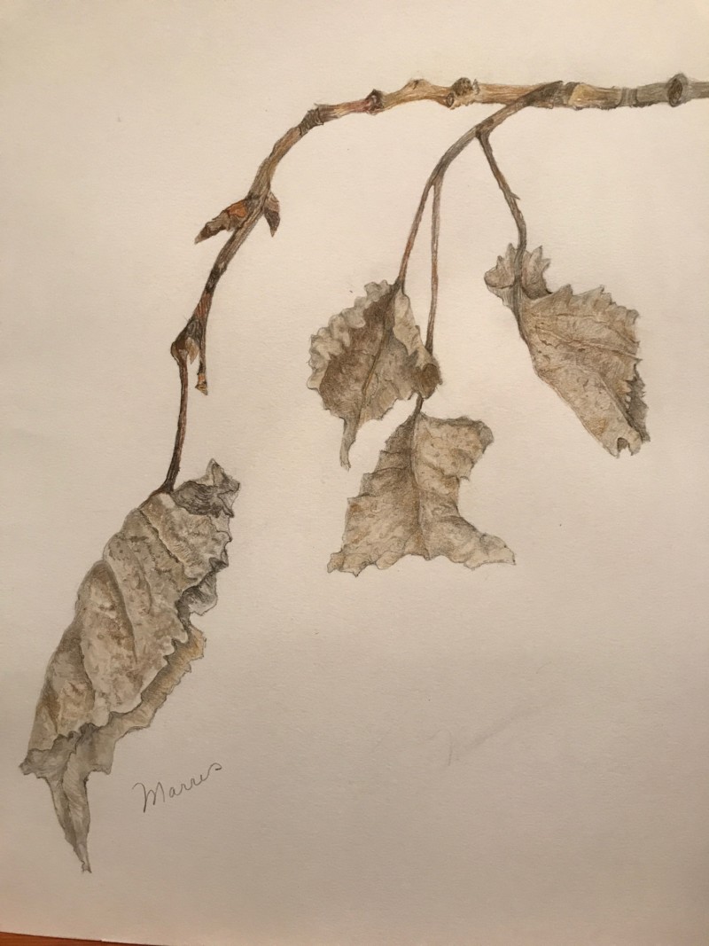 winter-leaves-drawing