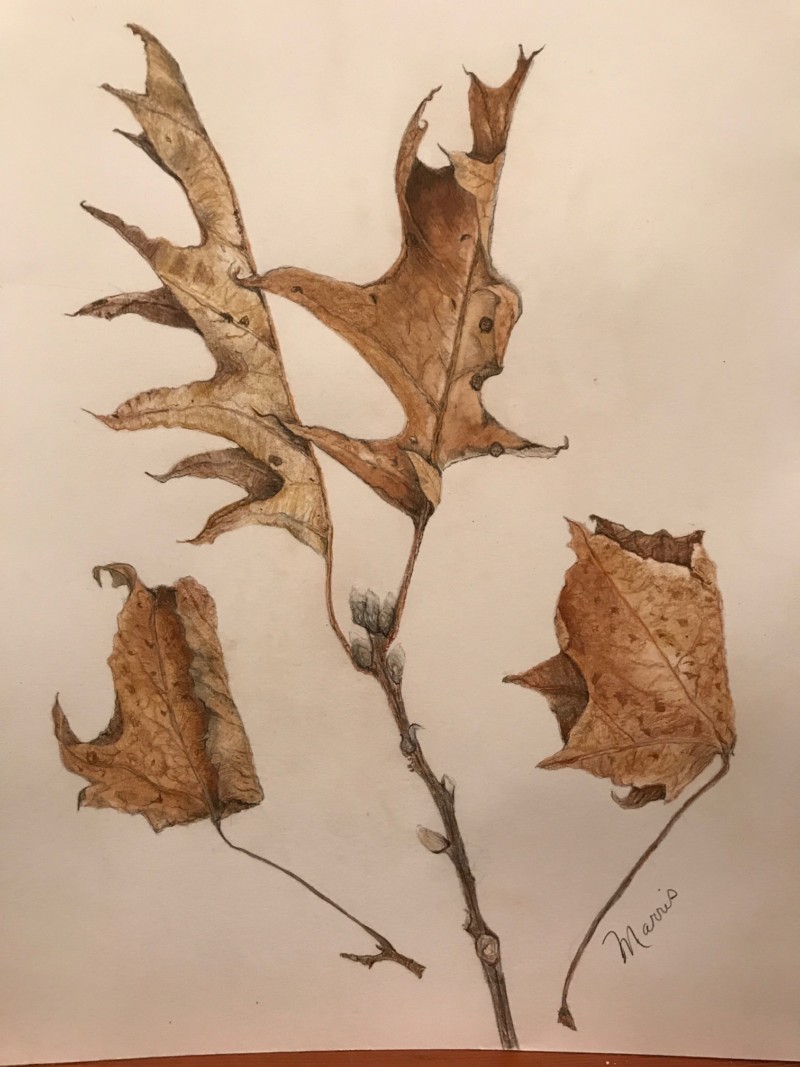 winter-leaf-study