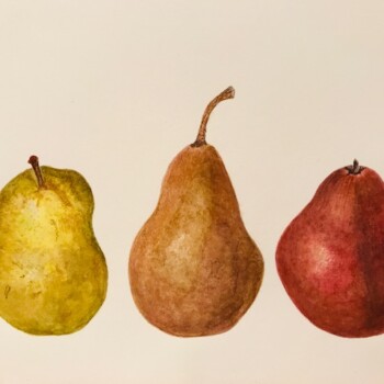 pears-3