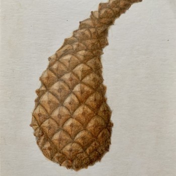 ponderosa-pine-cone-study