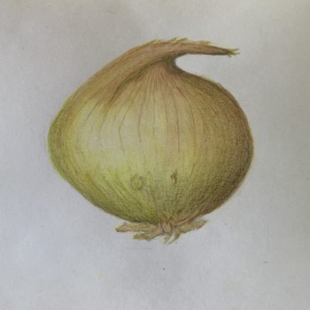 sweet-onion-study