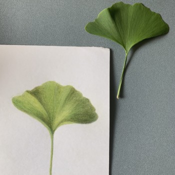 ginkgo-leaf-study
