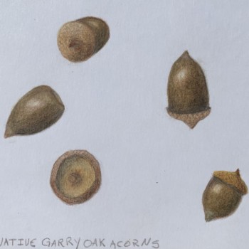 garry-oak-acorns