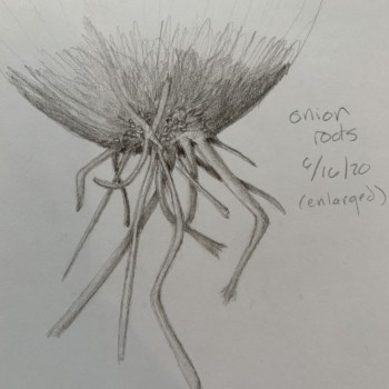 onion-roots-bb20
