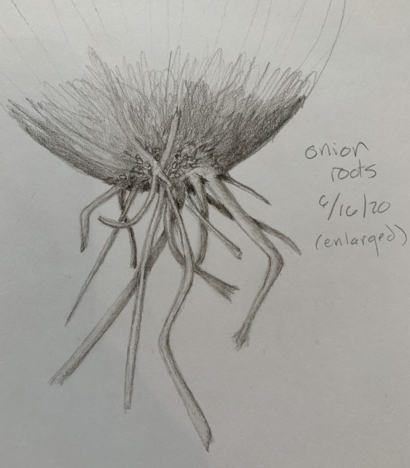 onion-roots-bb20