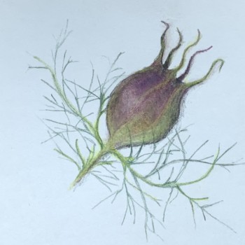 initial-study-nigella-damascena-seed-pod