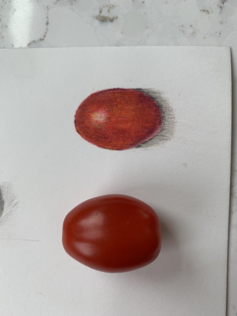 lesson-17-tomato