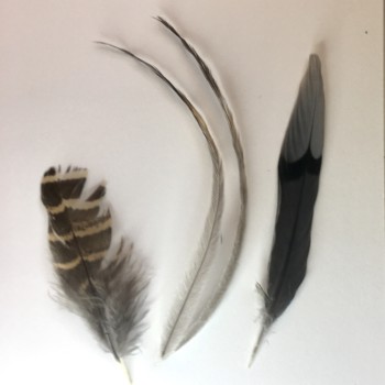 feathers-part-2