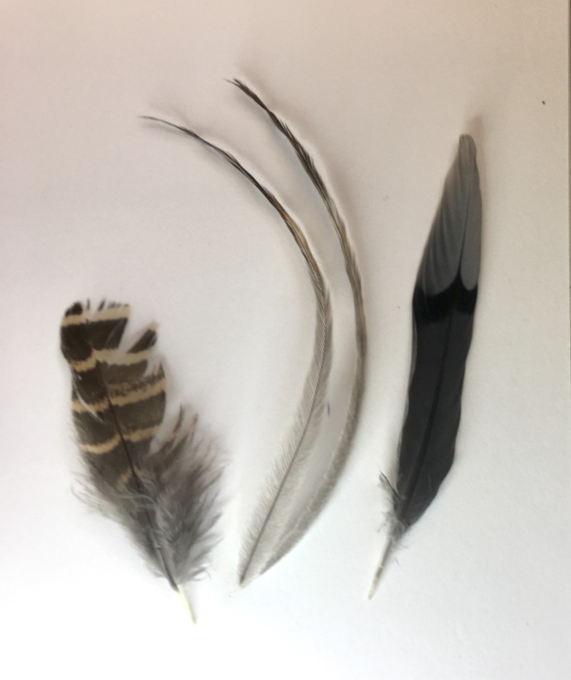 feathers-part-2