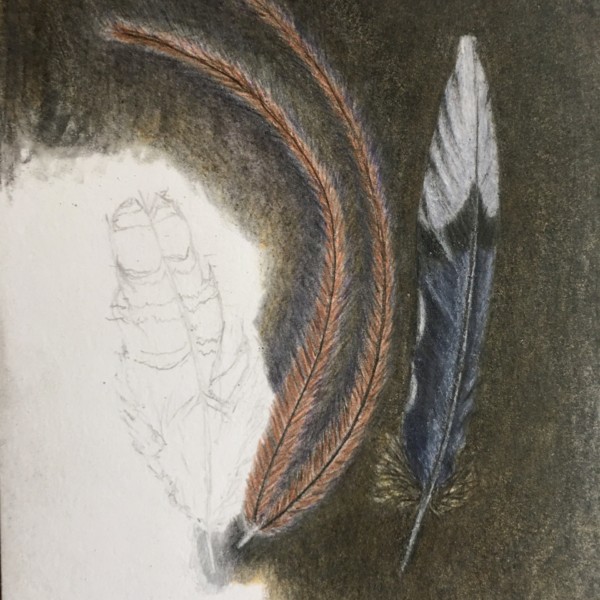 Feathers - Part 1