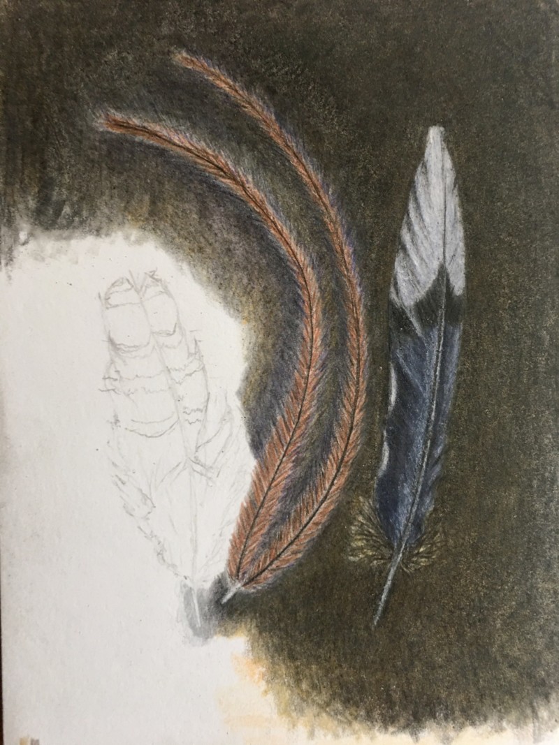 feathers-part-1