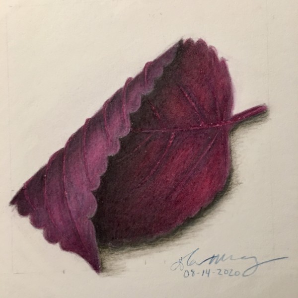 Red Coleus Leaf