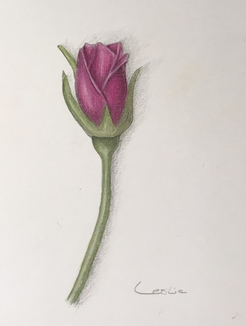 first-rosebud-attempt