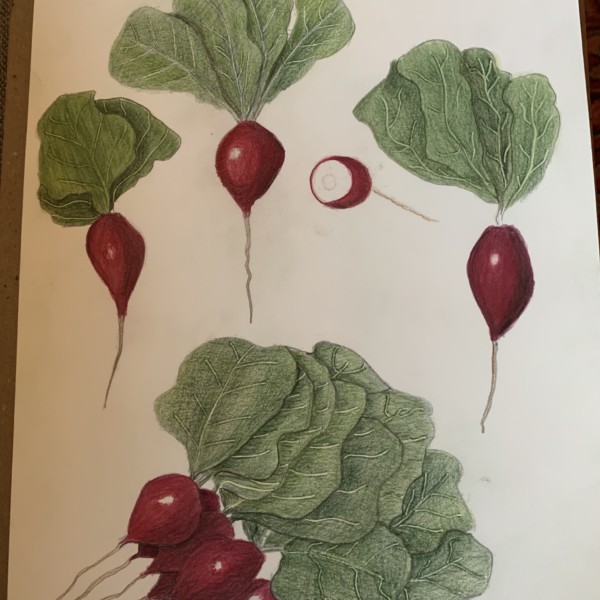 Radishes 1