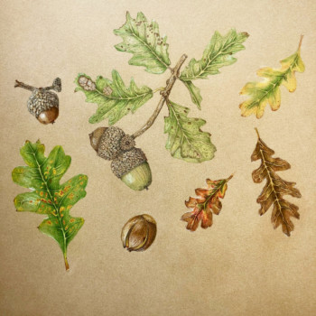 shrub-oak-leaves-and-acorns