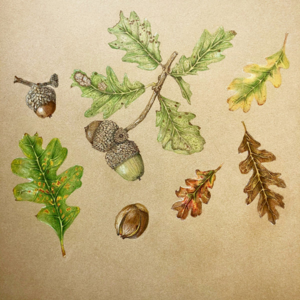 shrub oak leaves and acorns