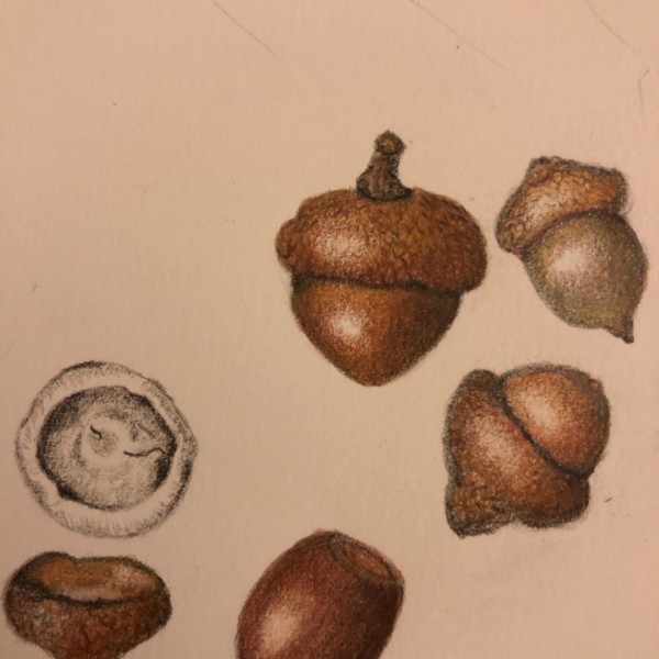 acorn study...these are so fun to do!