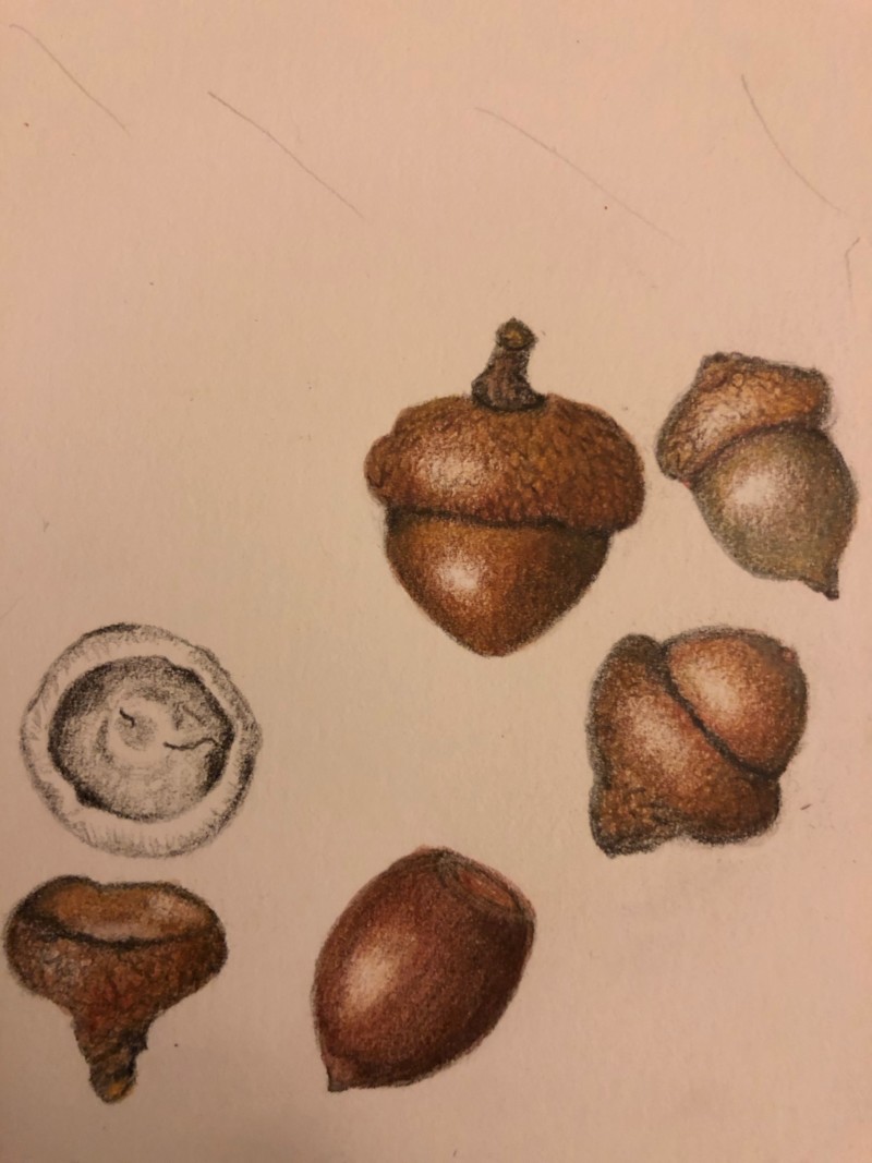 acorn-study-these-are-so-fun-to-do