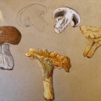 mushrooms-on-kraft