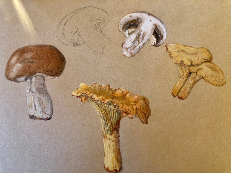 mushrooms-on-kraft