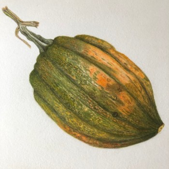 acorn-squash-2