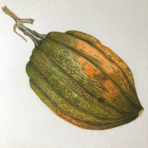 acorn squash