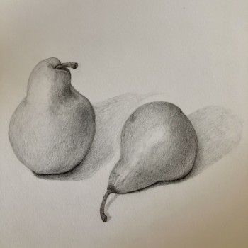 pear-study-in-pencil