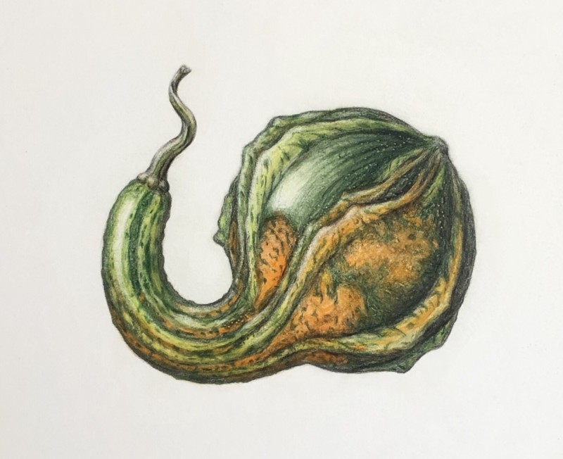 gourd-2