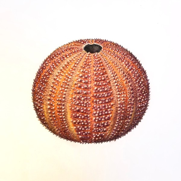 Large Orange English Channel Sea Urchin