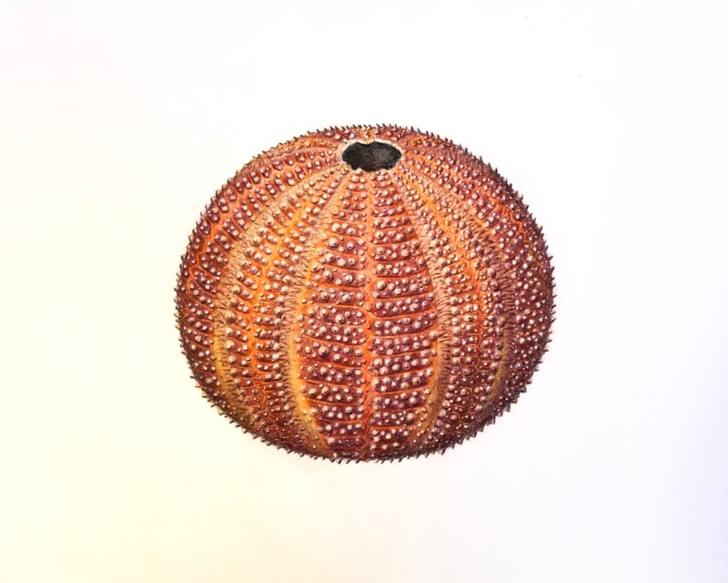 large-orange-english-channel-sea-urchin