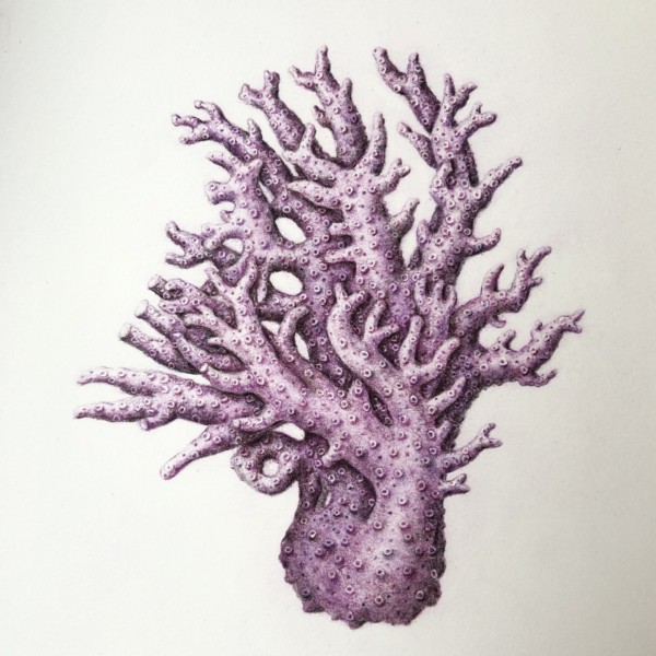 California Purple Coral - Allopora Californica