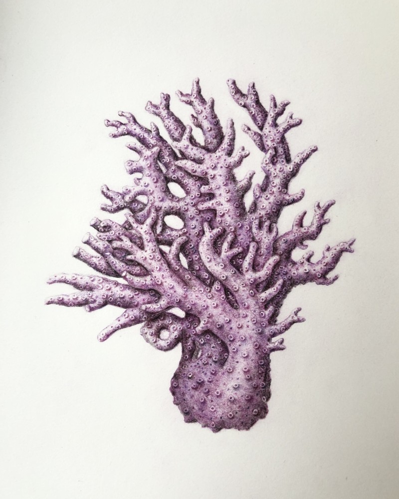 california-purple-coral-allopora-californica