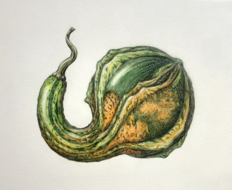 gourd-w-smaller-highlight