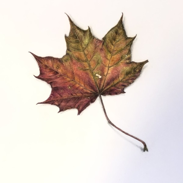 Norway Maple Leaf from Central Park 2