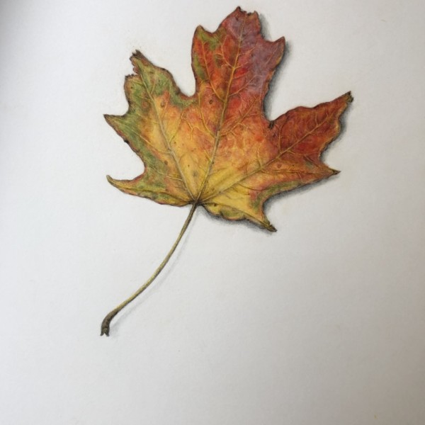 Sugar Maple Leaf from Central Park