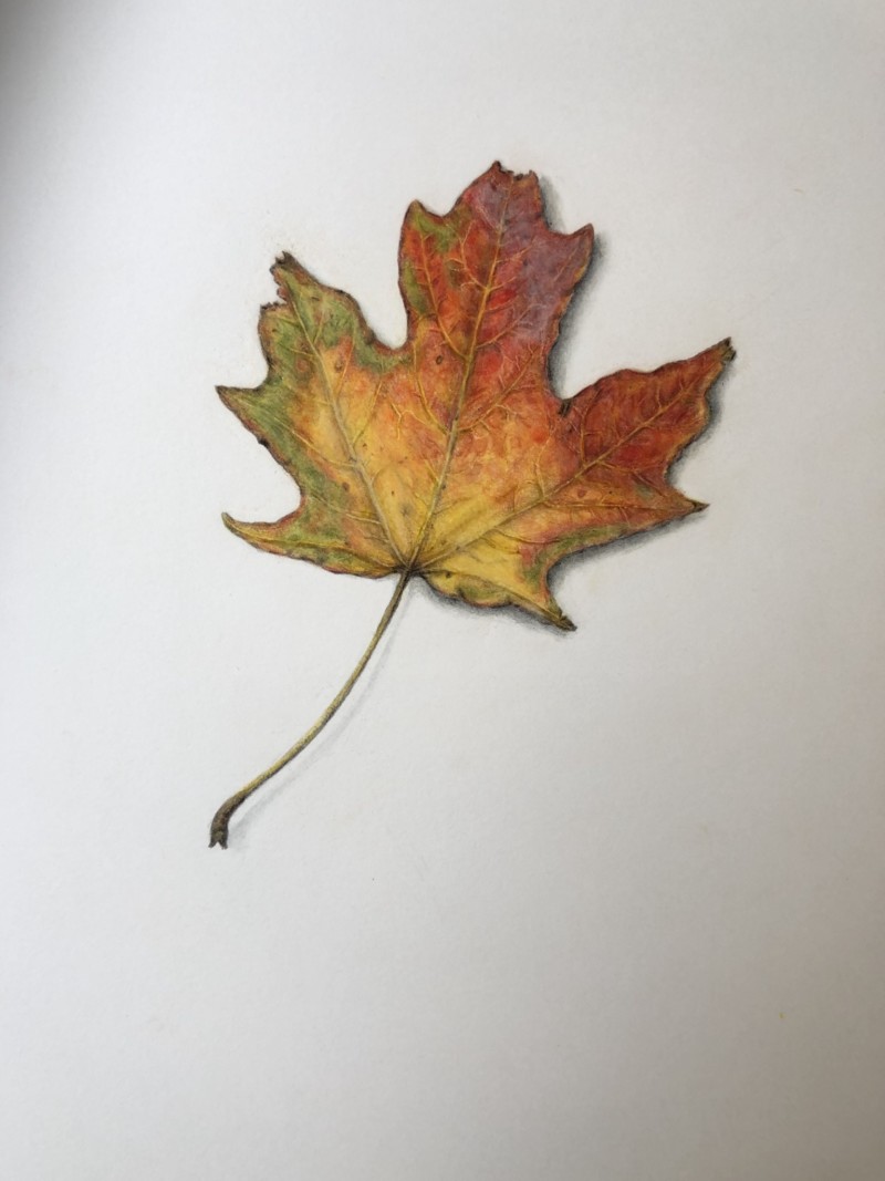 sugar-maple-leaf-from-central-park